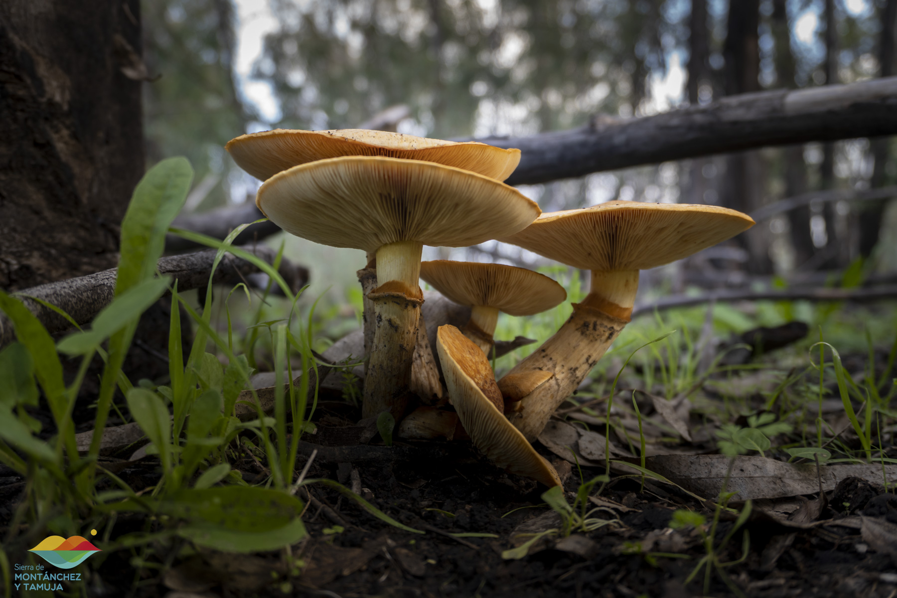 montanchez plasenzuela ruanes