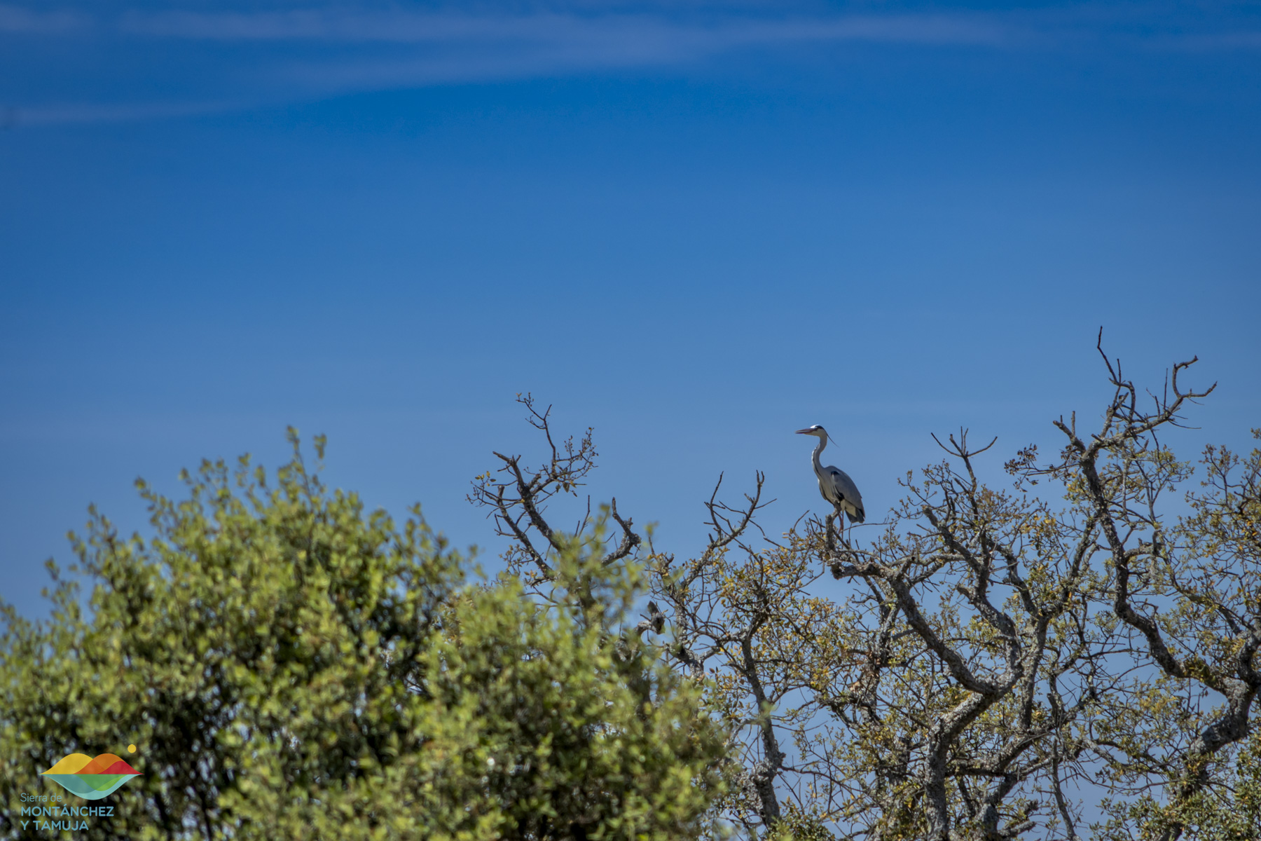 sierrafuentes torresmaria torremocha