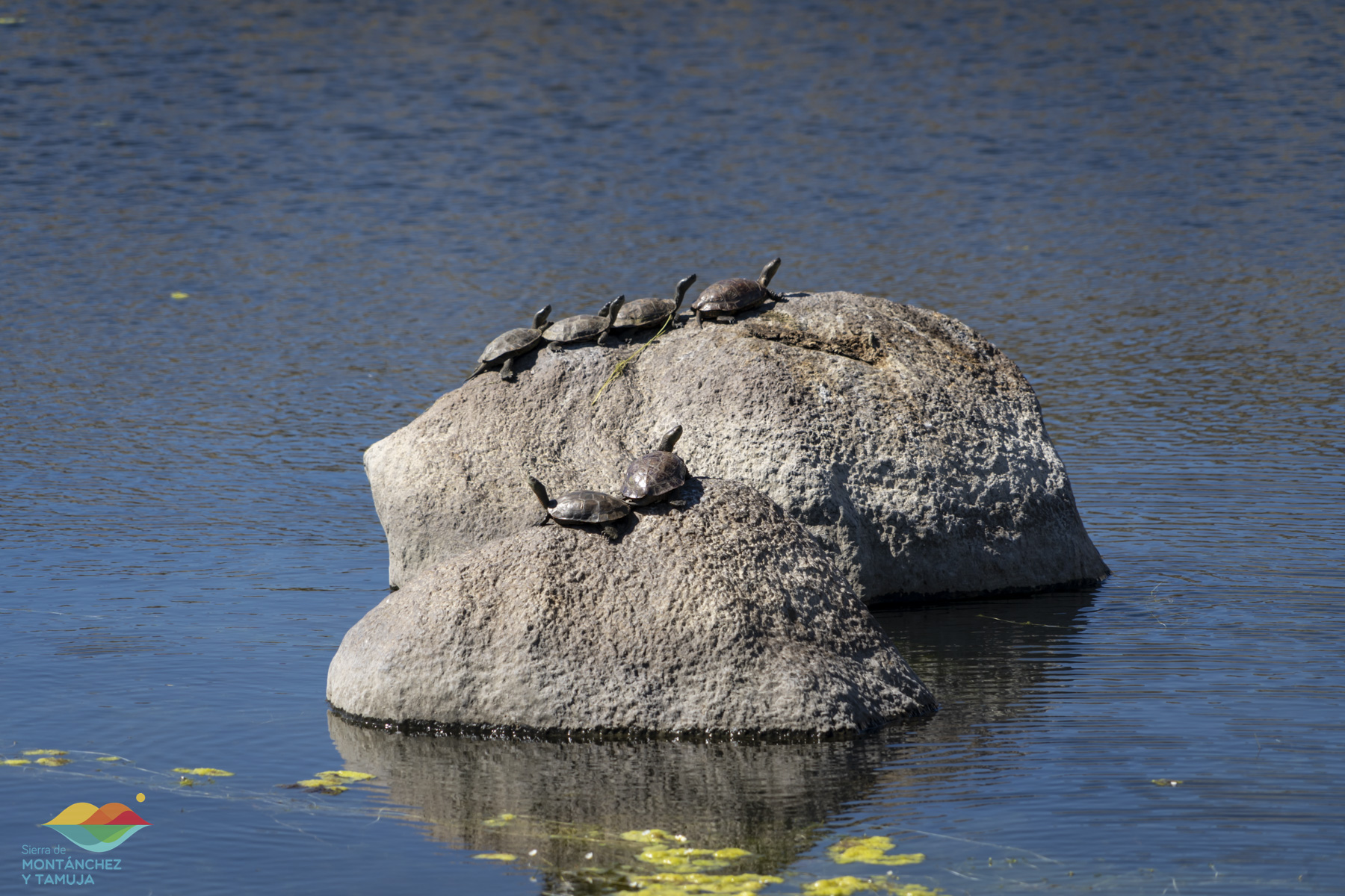 torreorgaz torrequemada valdefuentes valdemorales zarza
