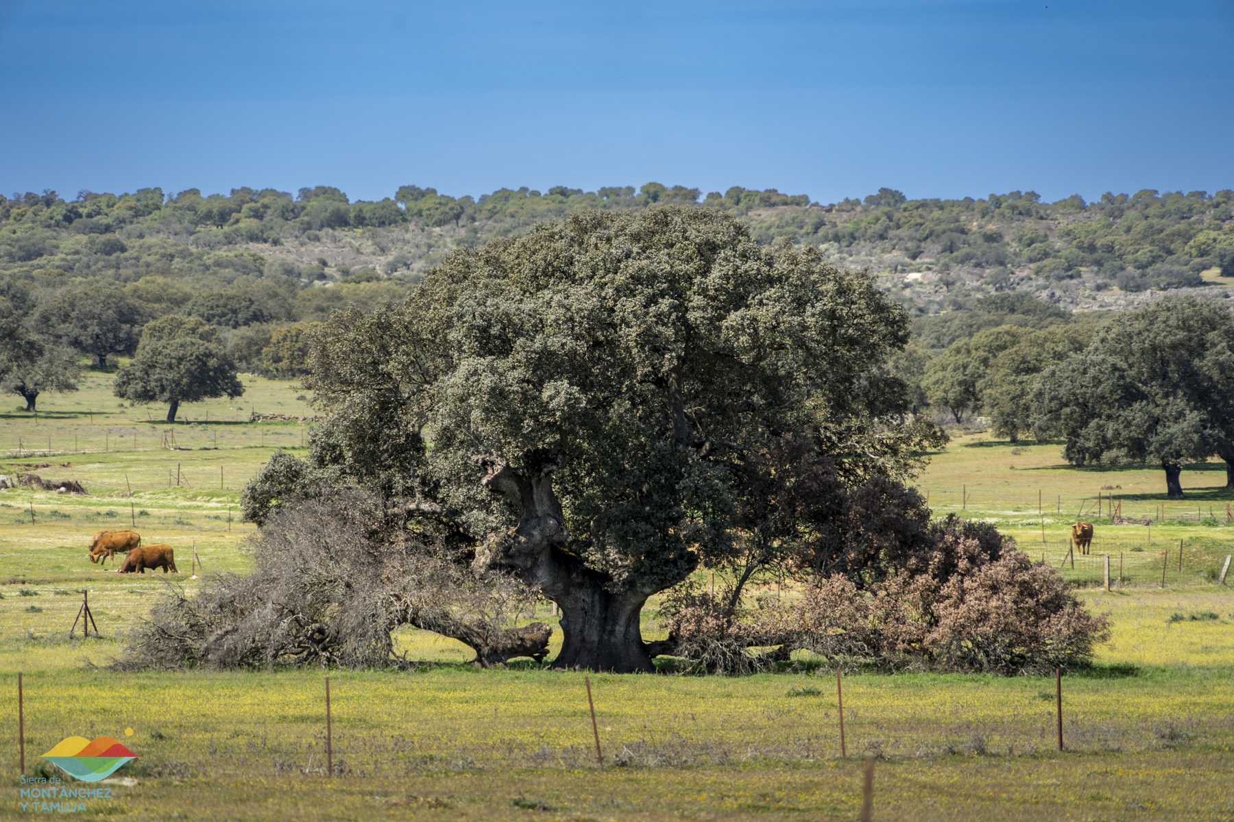 torreorgaz torrequemada valdefuentes valdemorales zarza