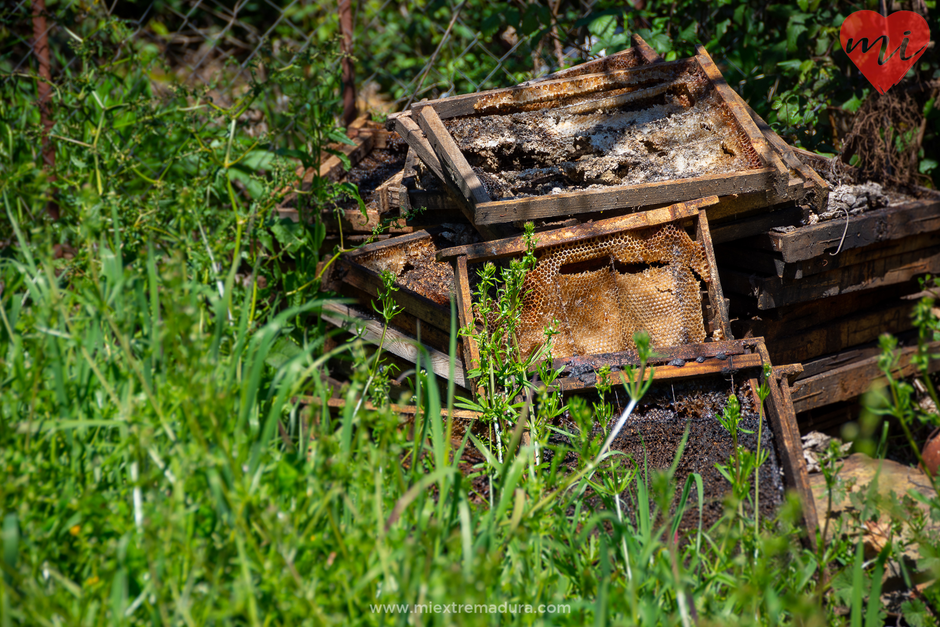 Recuperando lo perdido (I). Robledo (Las Hurdes)