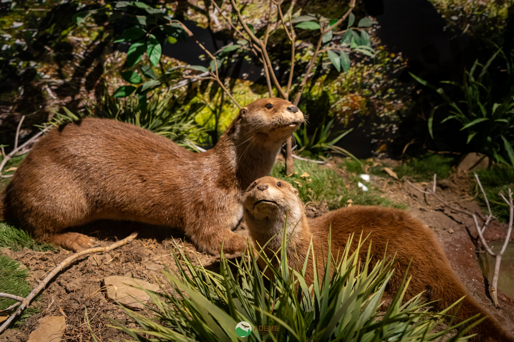 Naturaleza y Turismo de Estrellas
