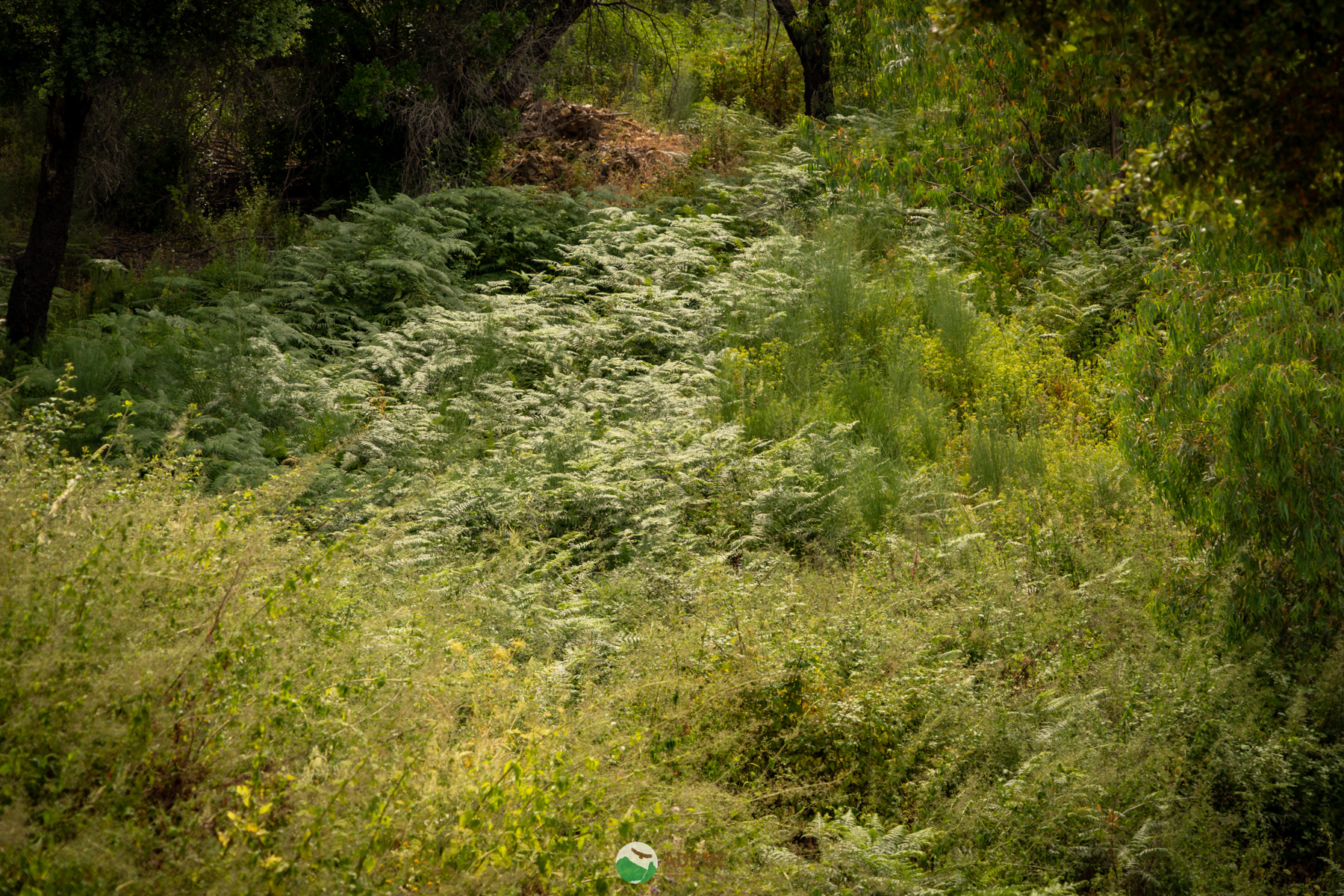 Naturaleza y Turismo de Estrellas