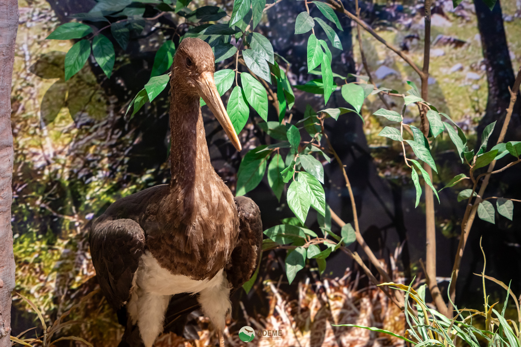 Naturaleza y Turismo de Estrellas