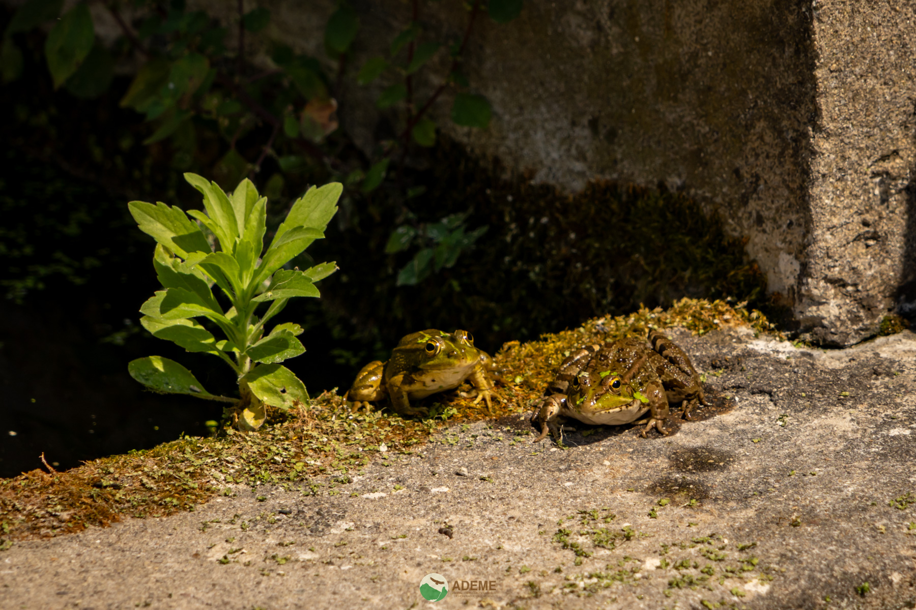 Naturaleza y Turismo de Estrellas
