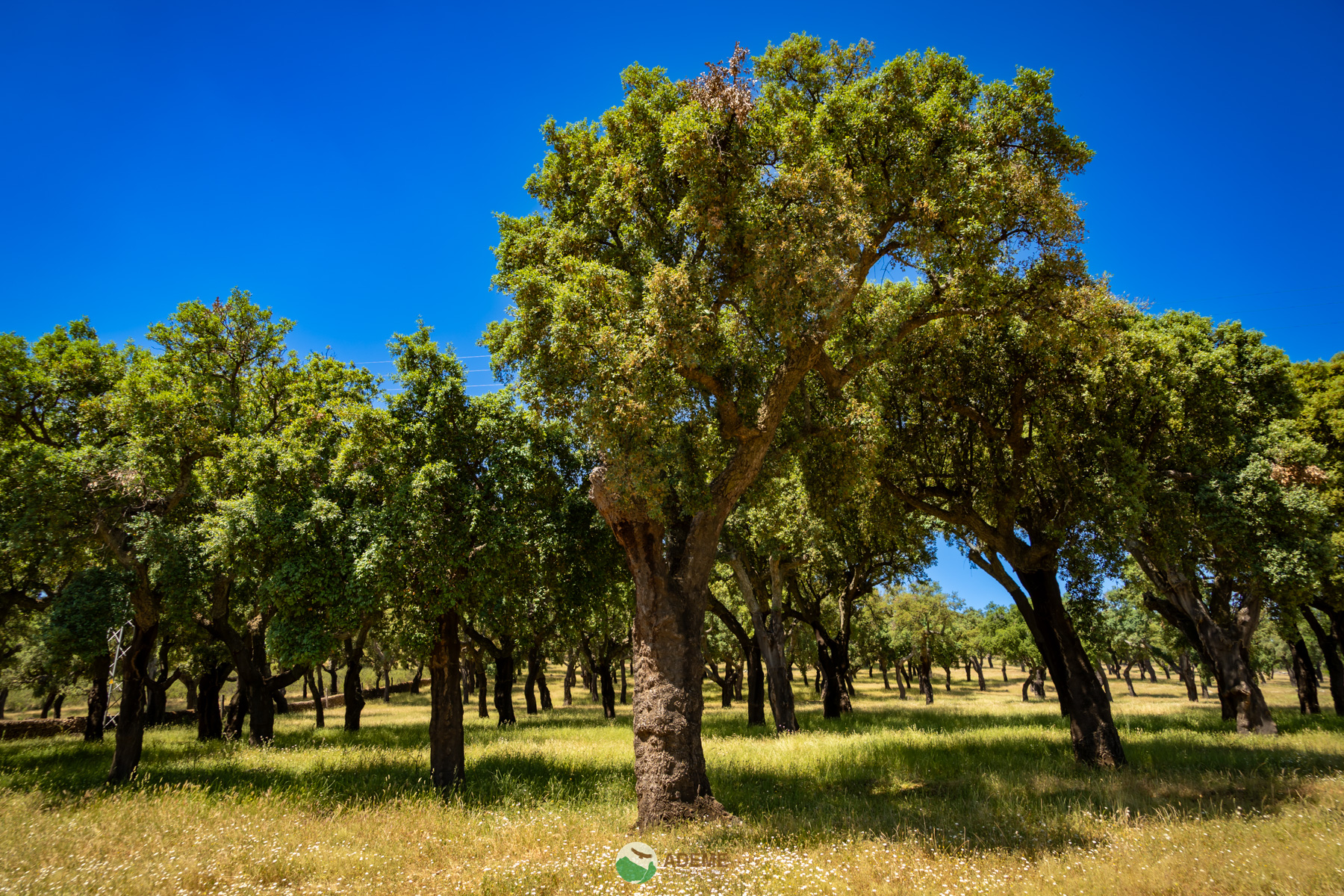 Naturaleza y Turismo de Estrellas