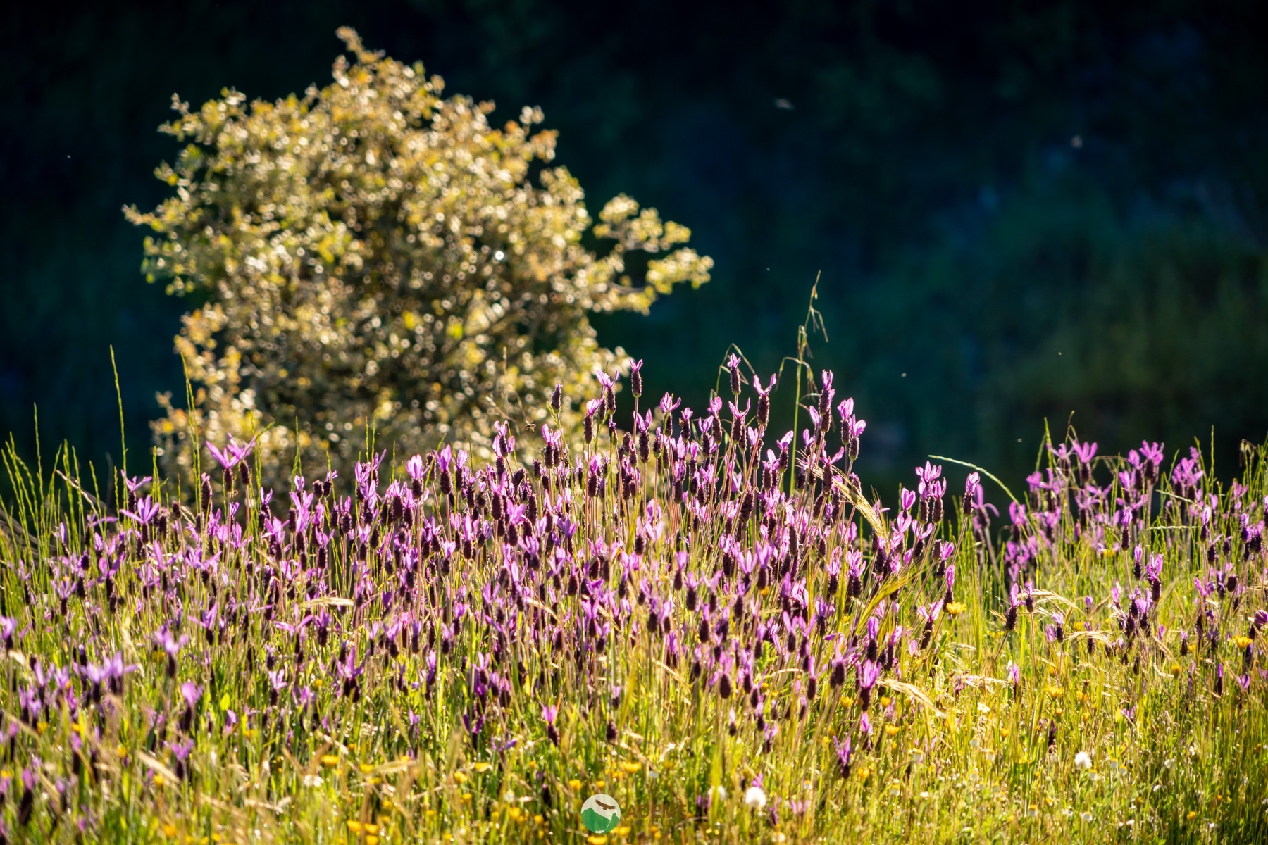 Naturaleza y Turismo de Estrellas