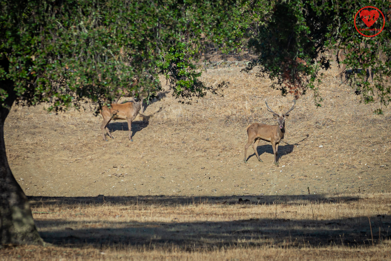 los-señores-de-la-dehesa