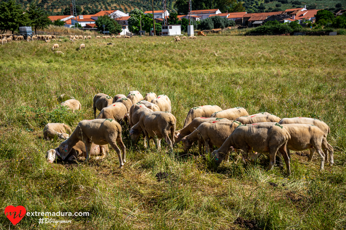 hoya-de-santa-maria-de-navas-la-zapatera