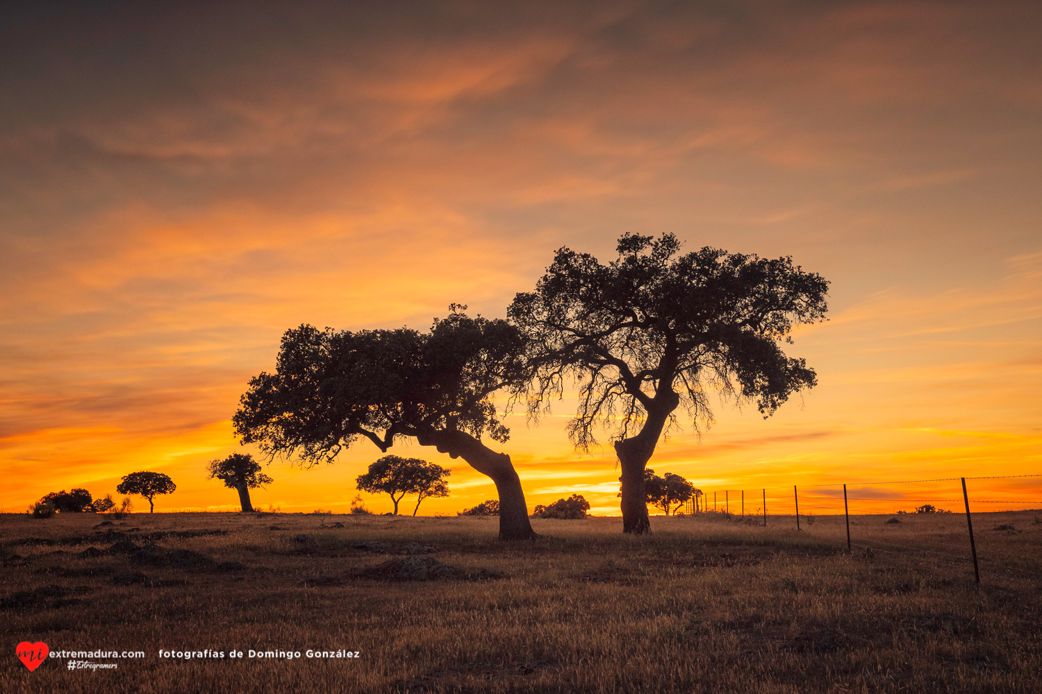 el cantar de las chicharras