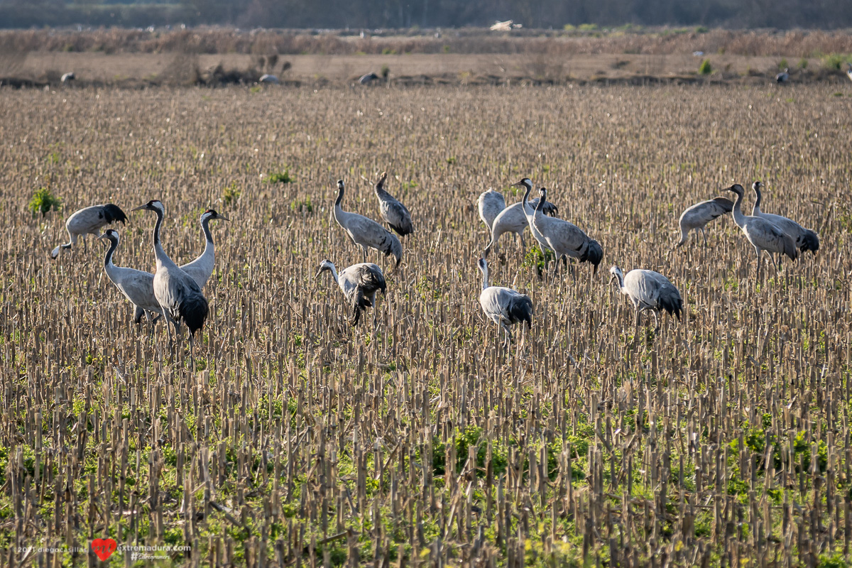 grus-grus-grullas