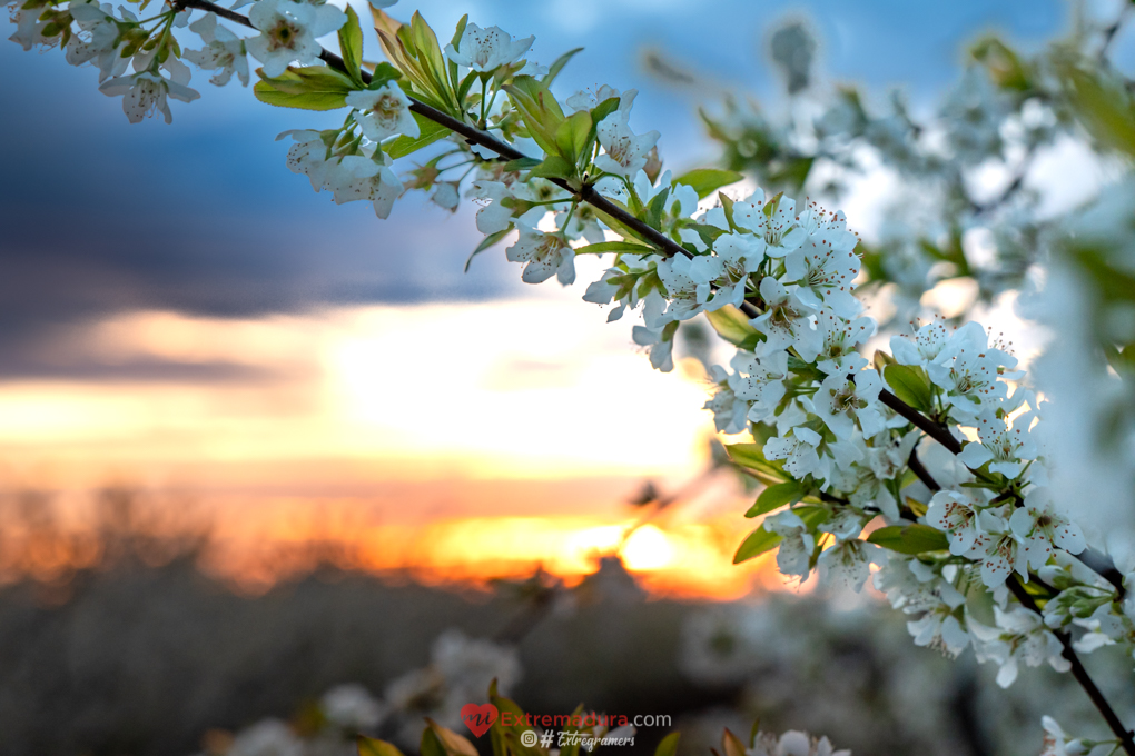 valdelacalzada en flor