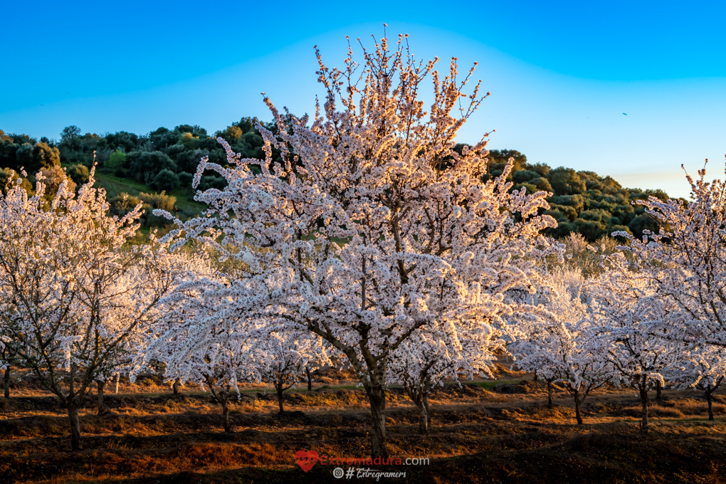 almendrosenflor