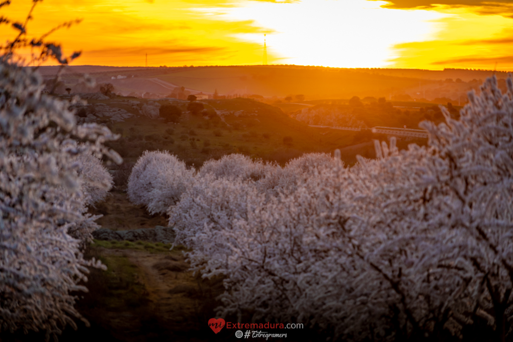 almendrosenflor